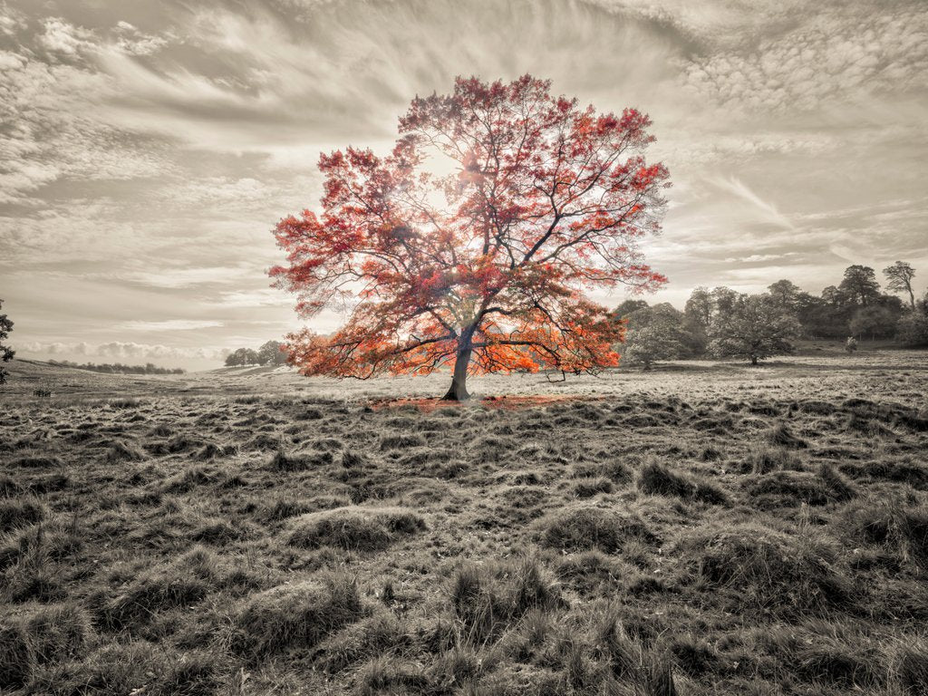 Detail of Single tree at autumn by Assaf Frank