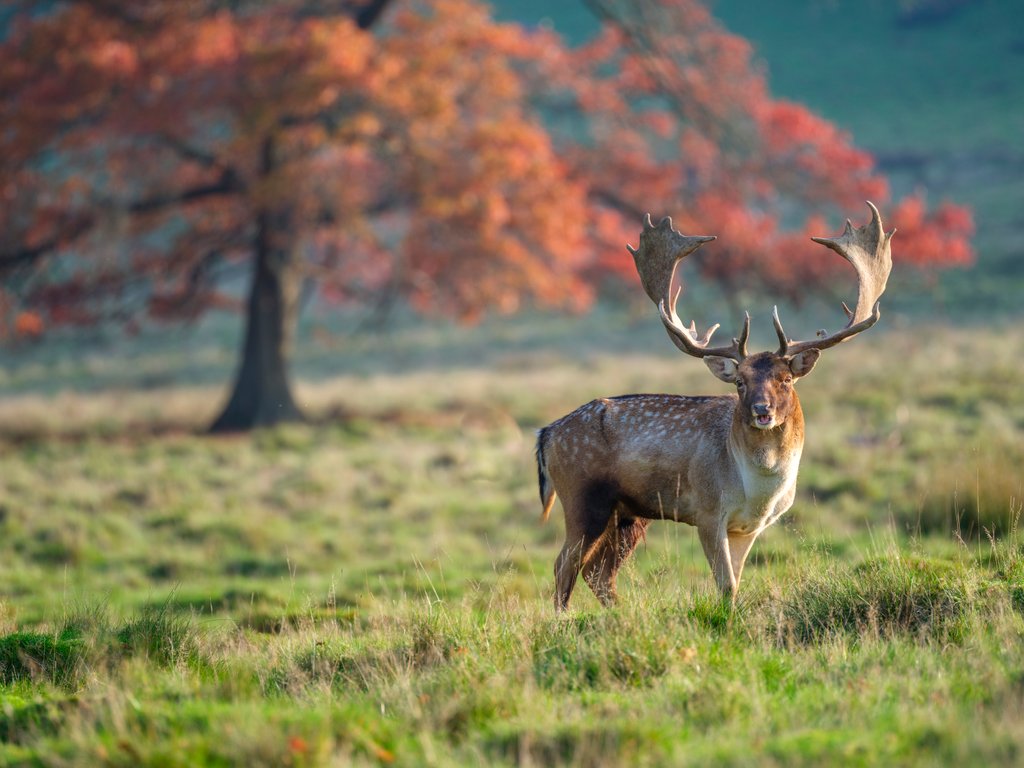 Detail of Stag in a field by Assaf Frank