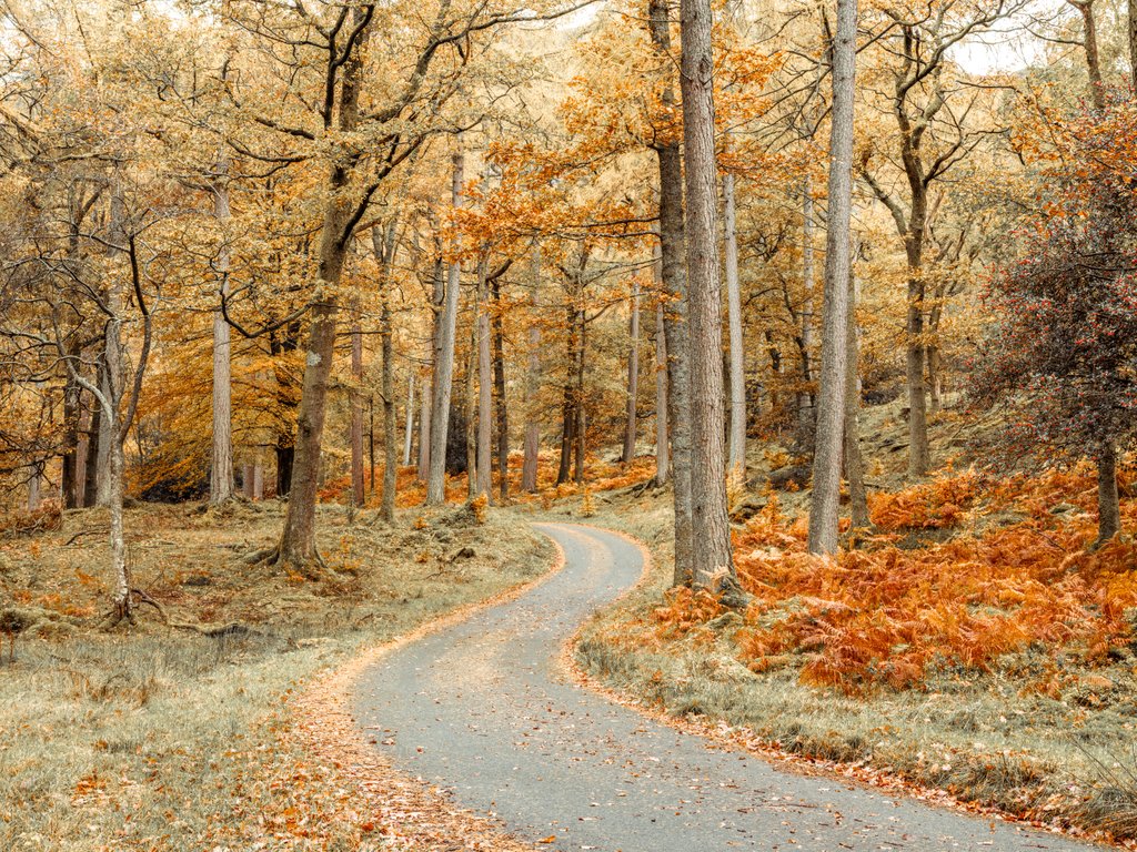 Detail of Road through forest by Assaf Frank
