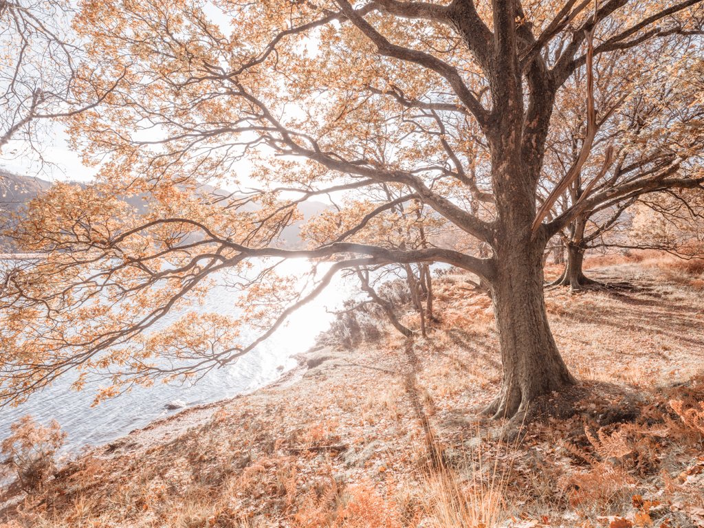 Detail of Derwentwater, Lake district by Assaf Frank