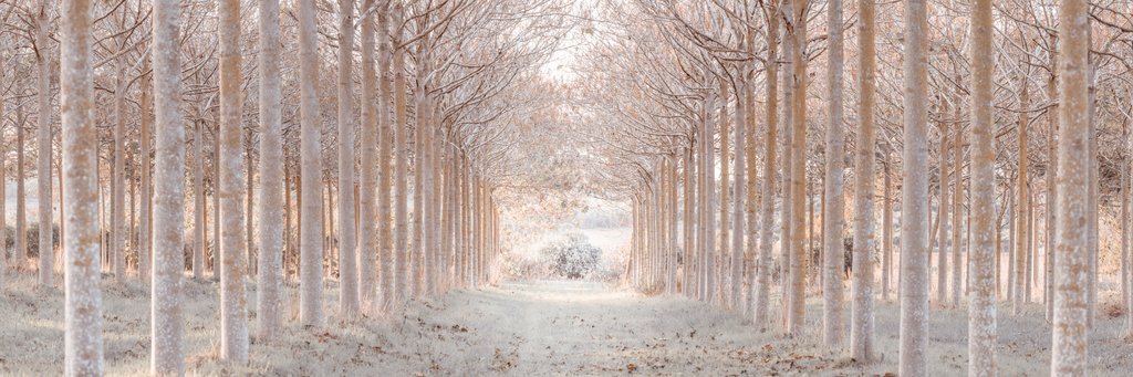 Detail of Winter forest by Assaf Frank