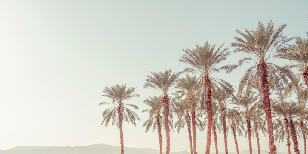 Detail of Palm Trees by Assaf Frank