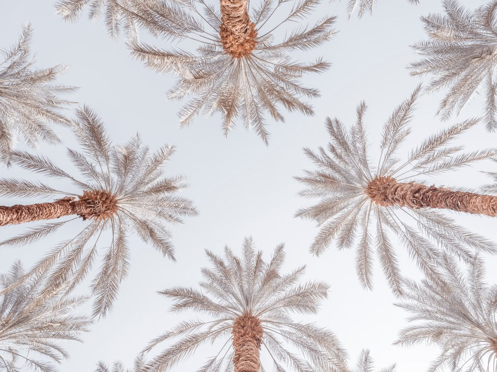 Detail of Palm Trees by Assaf Frank