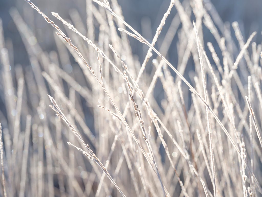 Detail of Frost on Grass by Assaf Frank
