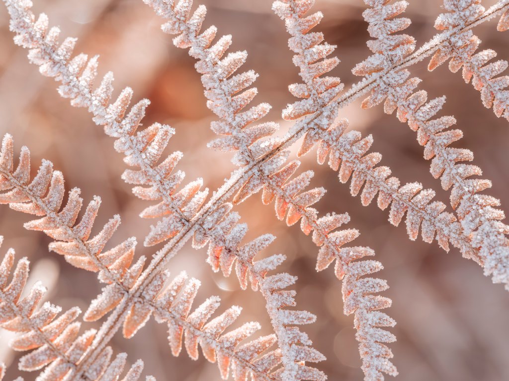 Detail of Frost on plant by Assaf Frank