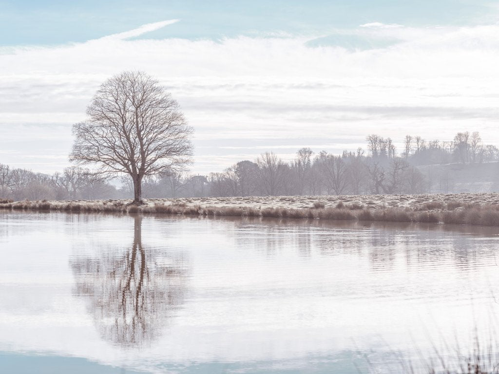 Detail of Reflection of a tree by Assaf Frank