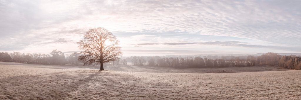 Detail of Trees in meadow by Assaf Frank
