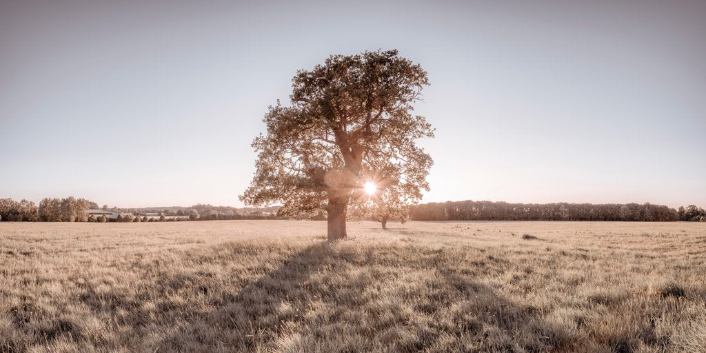 Detail of Sun shining through a tree by Assaf Frank