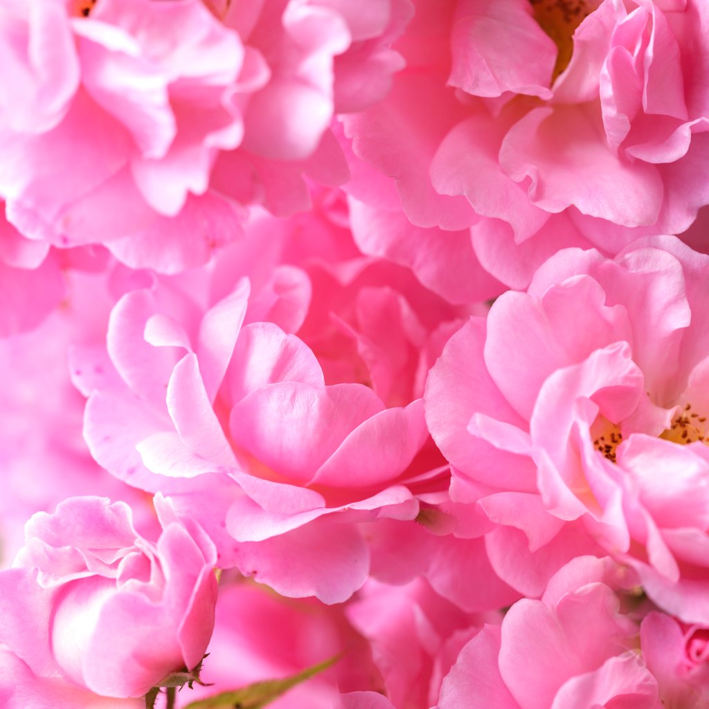Detail of Pink roses by Assaf Frank