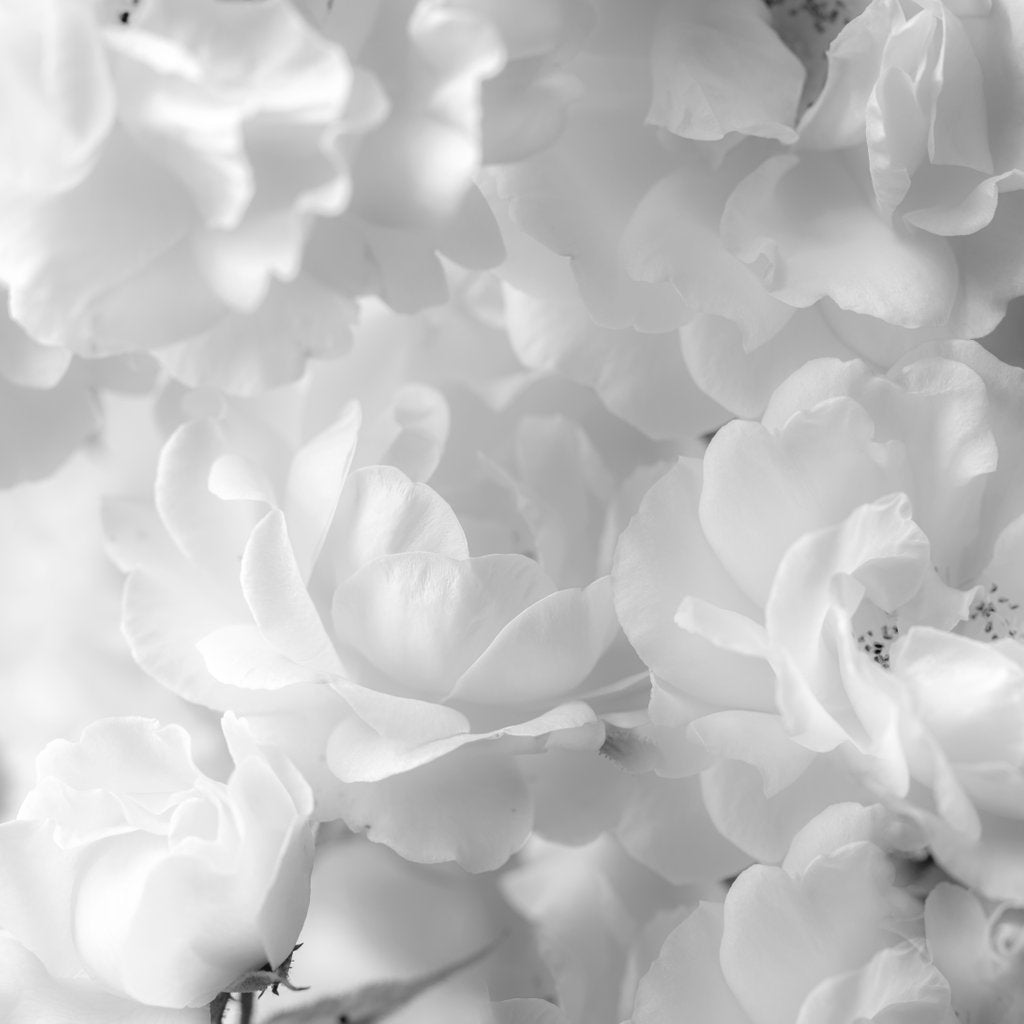 Detail of Roses by Assaf Frank