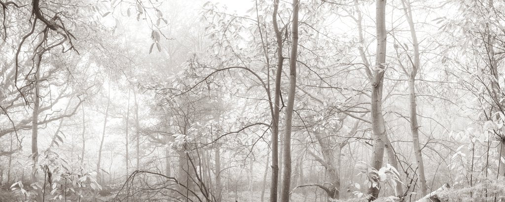 Detail of MIsty forest by Assaf Frank