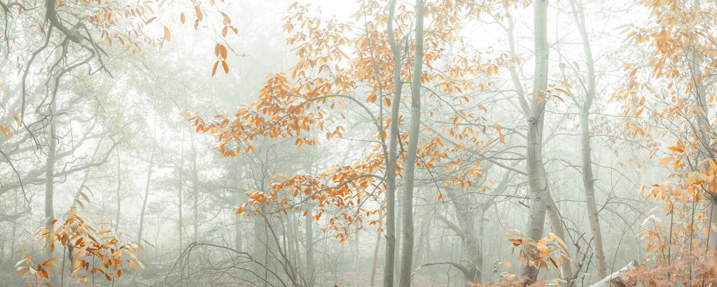 Detail of MIsty forest by Assaf Frank