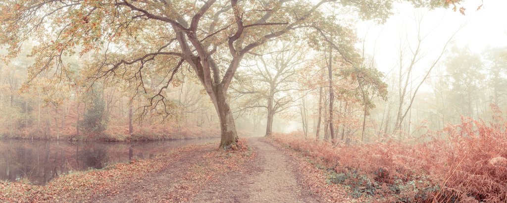 Detail of Misty forest by Assaf Frank
