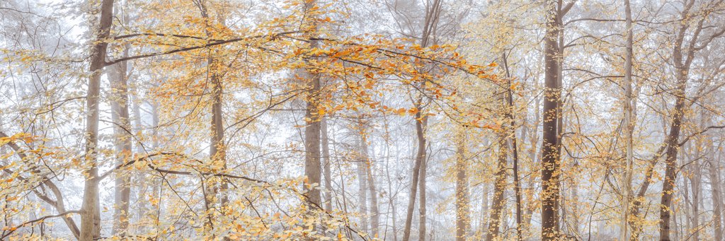 Detail of Misty forest by Assaf Frank