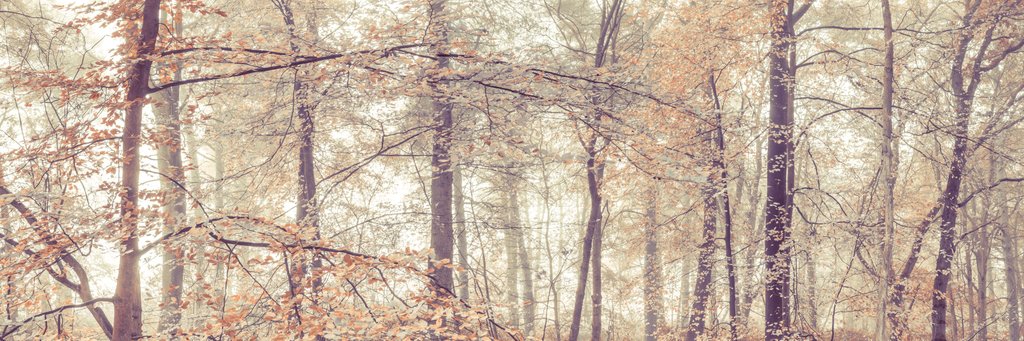 Detail of Misty forest by Assaf Frank