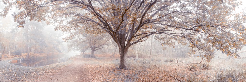 Detail of Canal through forest by Assaf Frank