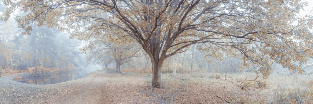 Detail of Canal through forest by Assaf Frank