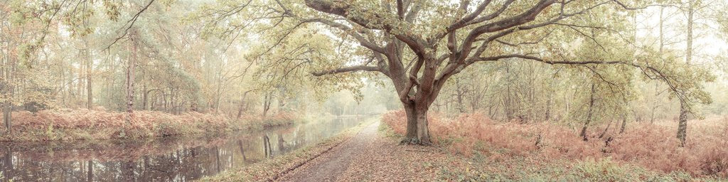 Detail of Canal through forest by Assaf Frank