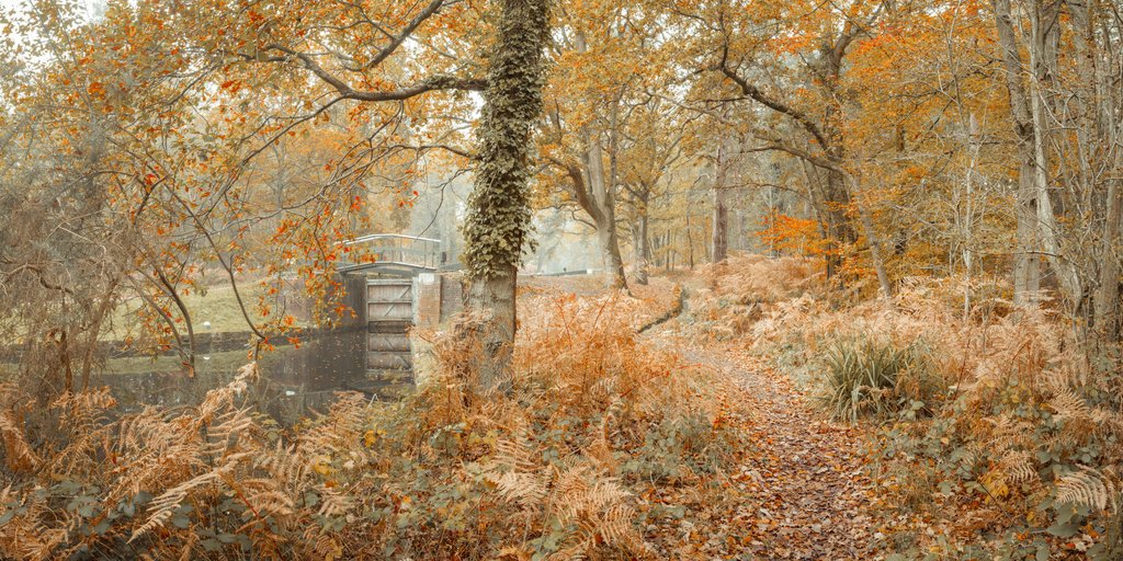 Detail of Canal through forest by Assaf Frank