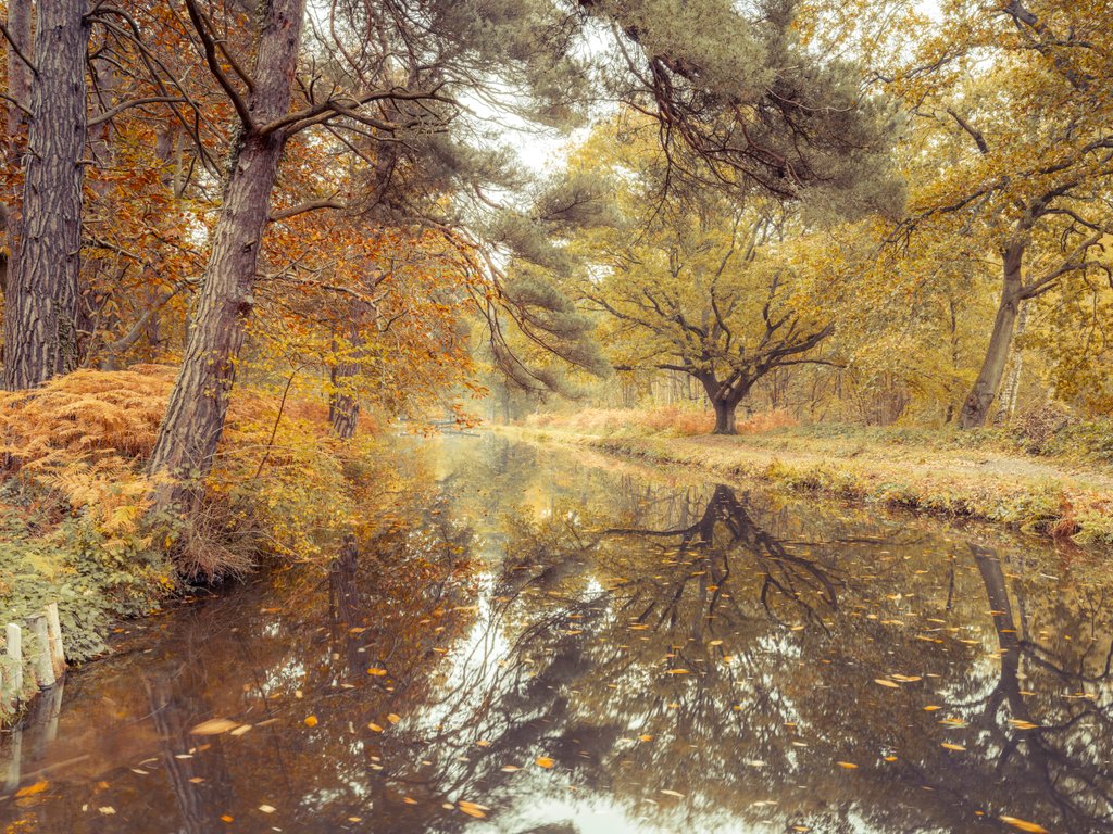 Detail of Canal through forest by Assaf Frank