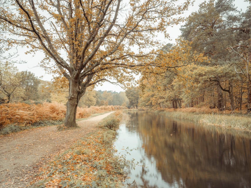 Detail of Canal through forest by Assaf Frank