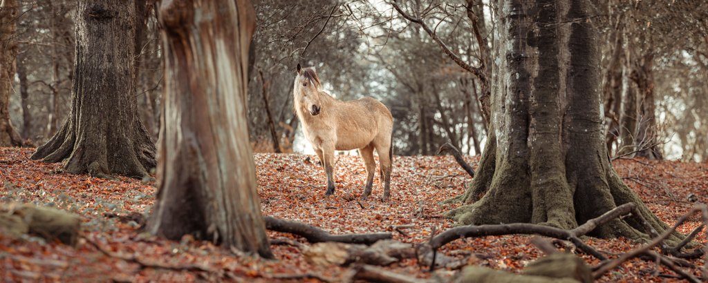 Detail of Horse in forest by Assaf Frank