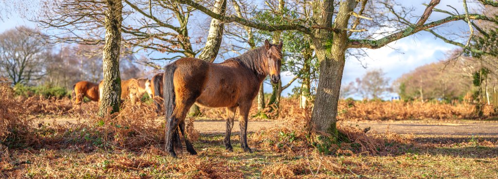 Detail of Horse in forest by Assaf Frank