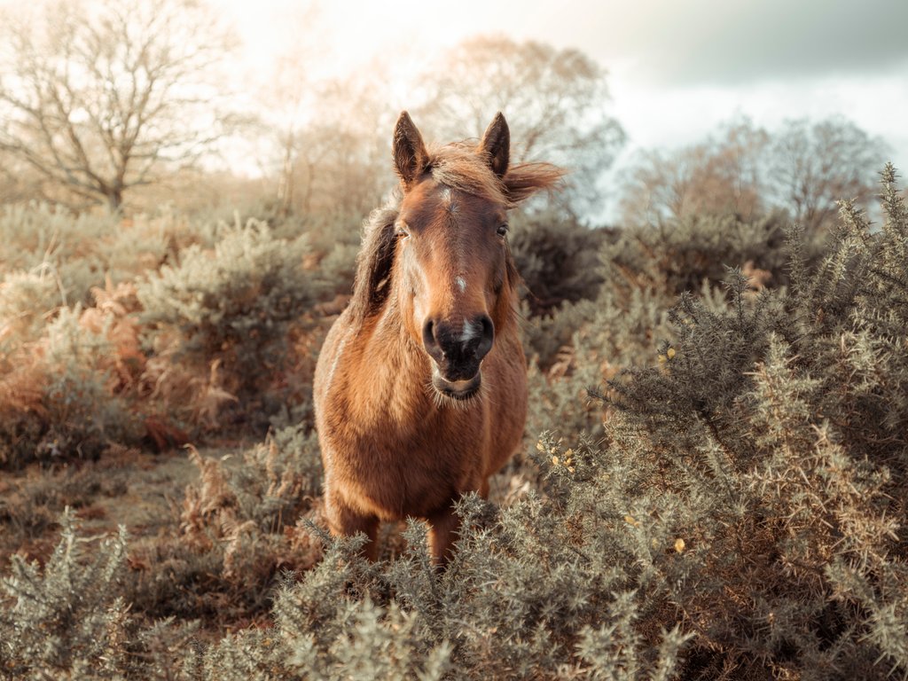 Detail of Horse in forest by Assaf Frank
