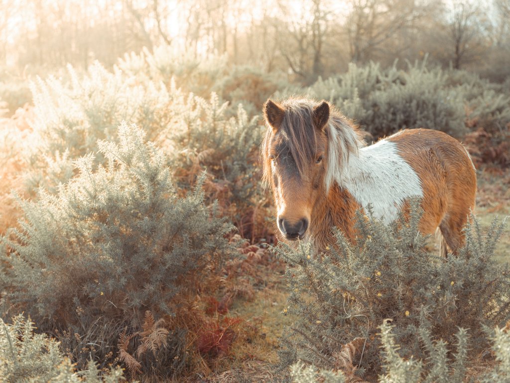 Detail of Horse in forest by Assaf Frank