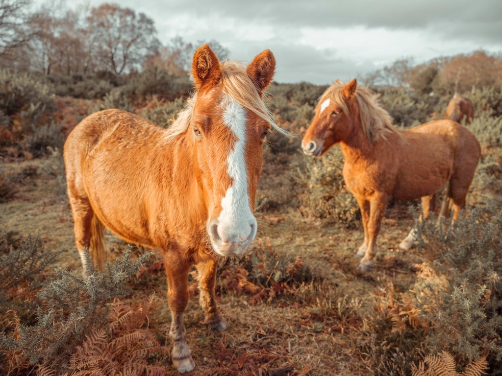Detail of Horses in forest by Assaf Frank