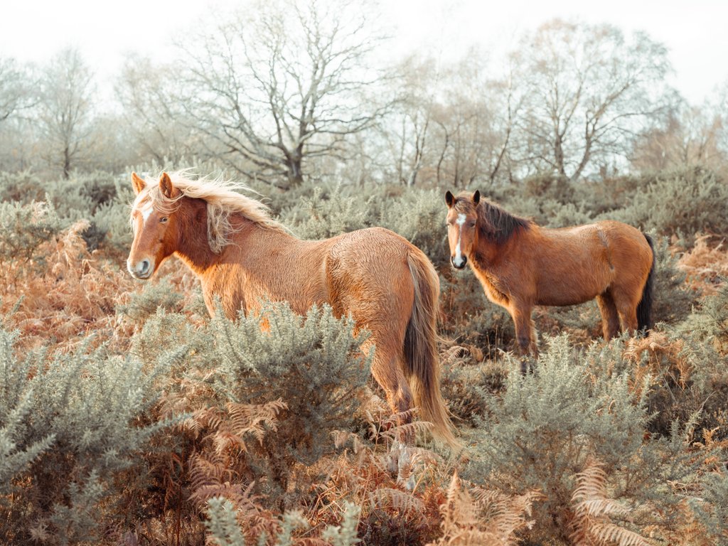 Detail of Horses in forest by Assaf Frank
