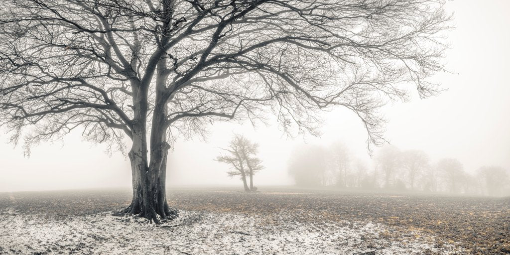 Detail of Misty forest by Assaf Frank