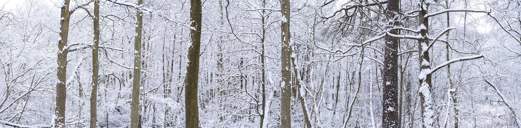 Detail of Snowy forest by Assaf Frank