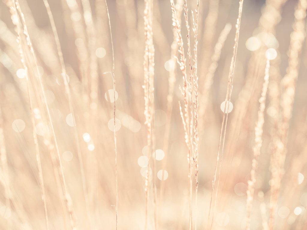 Detail of Dried grass by Assaf Frank