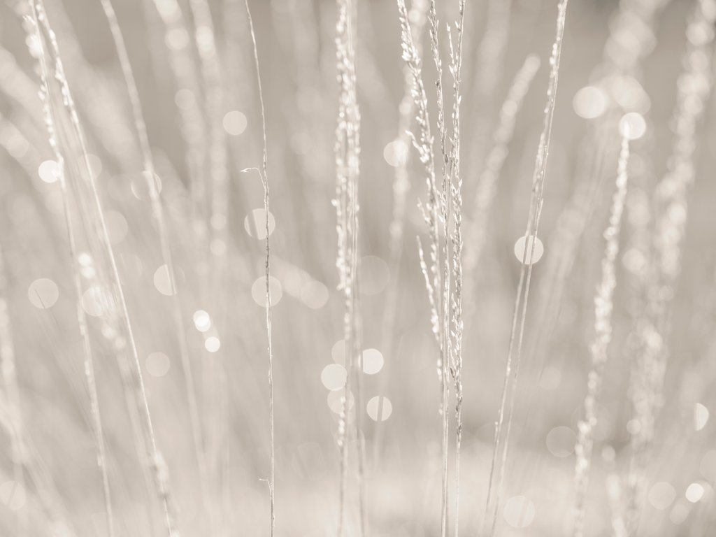 Detail of Dried grass by Assaf Frank