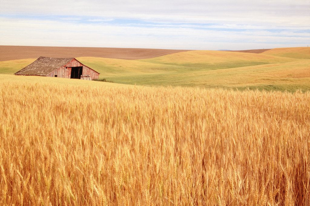 Detail of Sprawling Wheat Field by Anonymous
