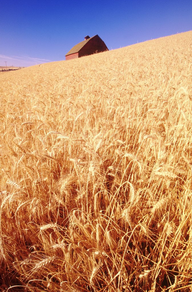 Detail of Wheat Field by Anonymous