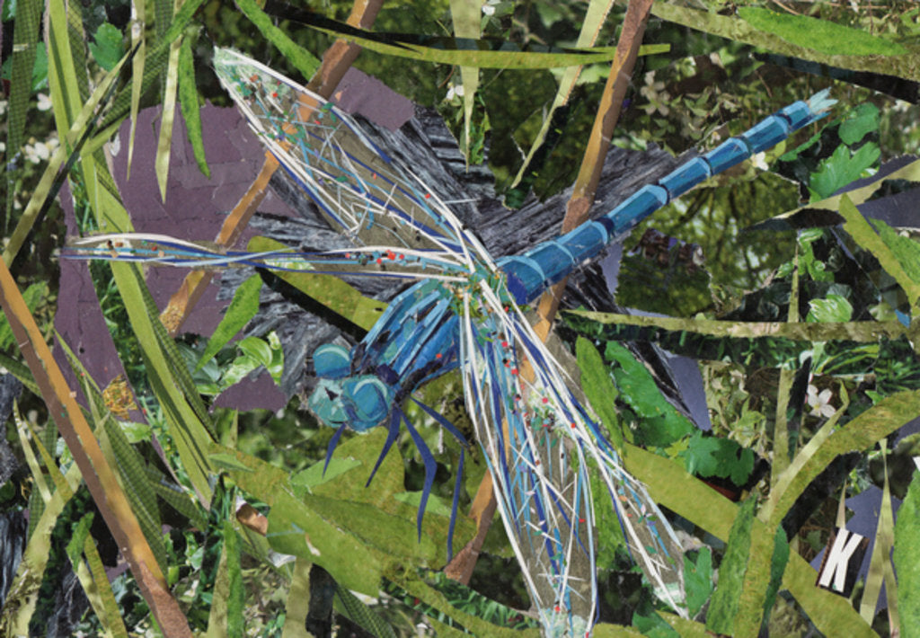 Detail of Blue Dragonfly, 2017 by Kirstie Adamson