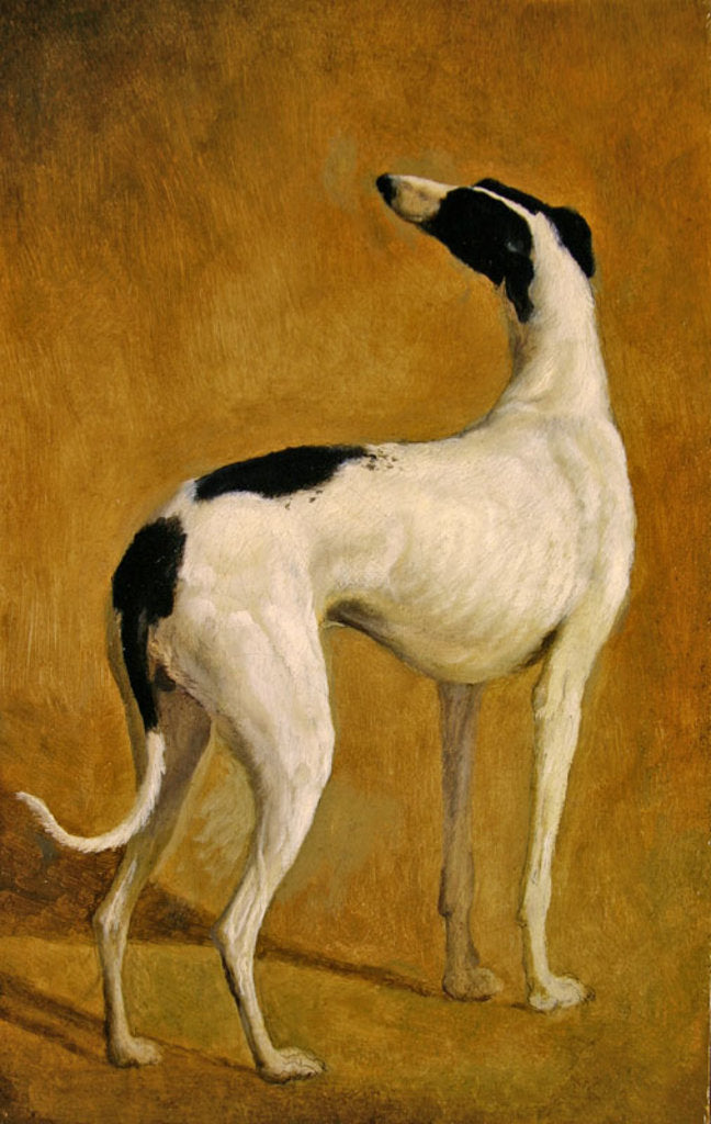 Detail of Study of a Greyhound by Jacques-Laurent Agasse