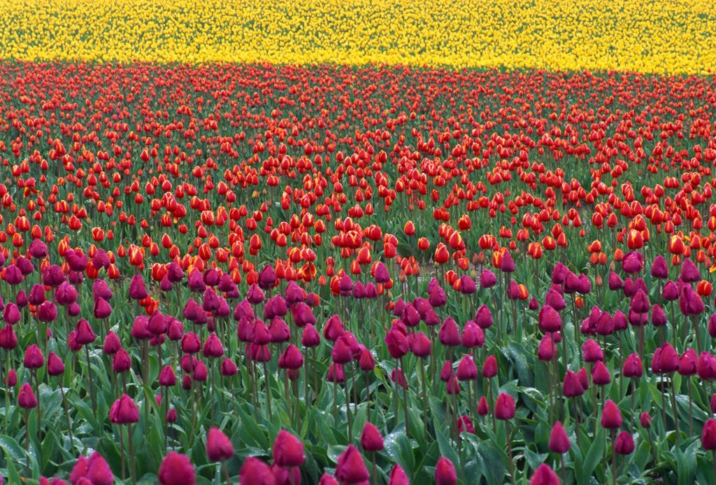Detail of Colorful Tulip Field by Anonymous