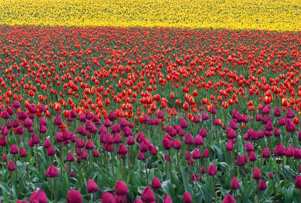 Detail of Colorful Tulip Field by Corbis