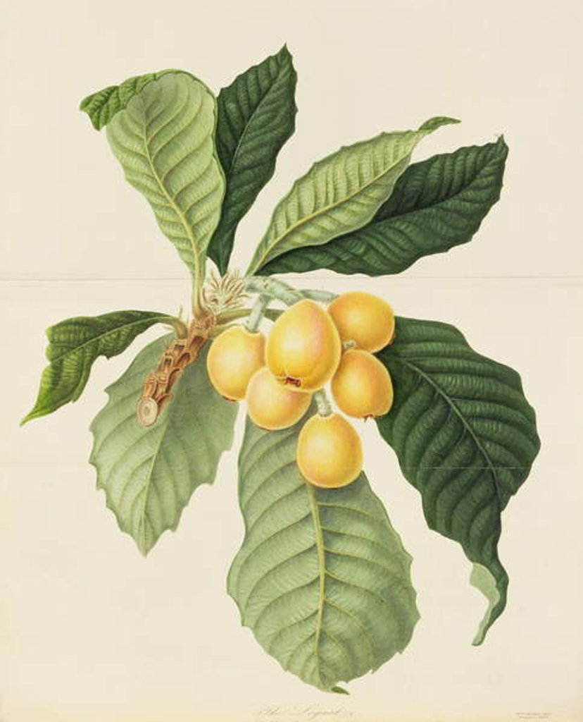 Detail of The Loquat by William Hooker