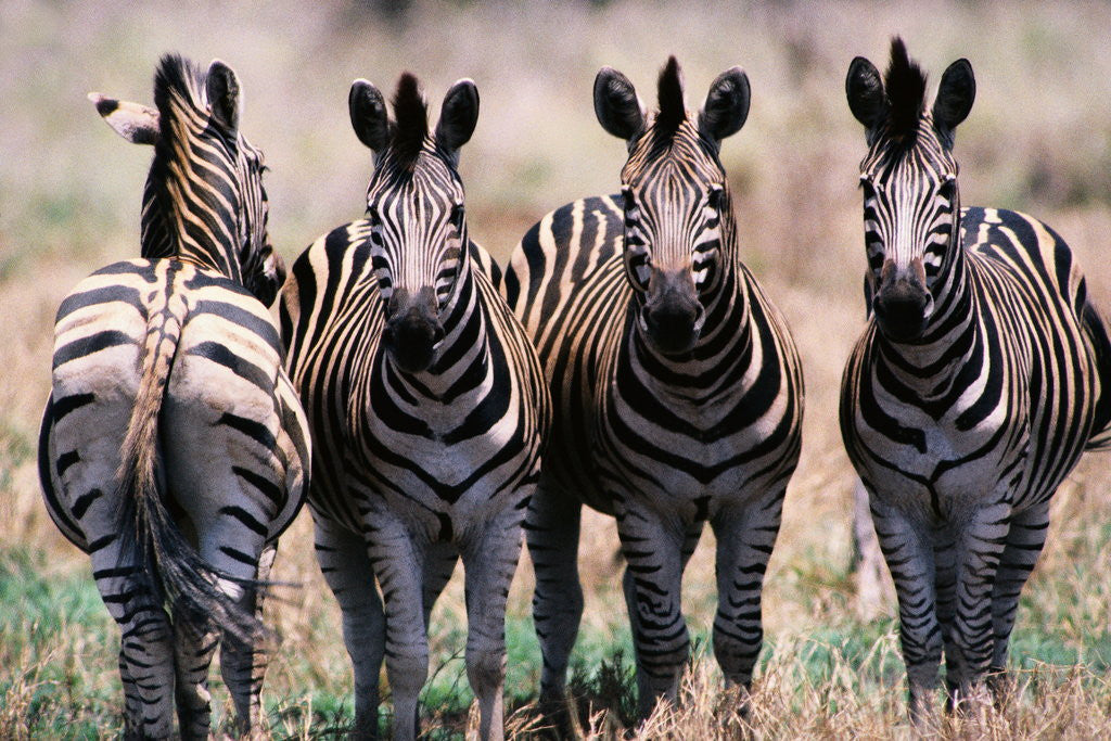 Detail of Herd of Zebras by Anonymous