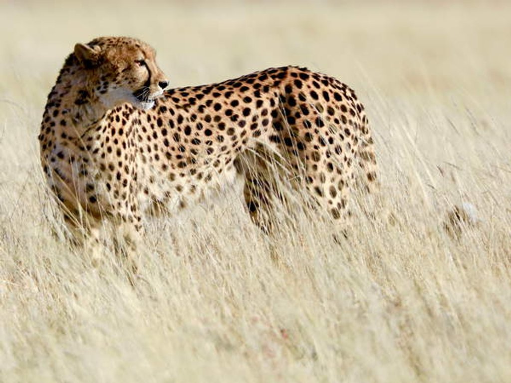 Detail of Cheetah, Etosha, 2017 by Anonymous