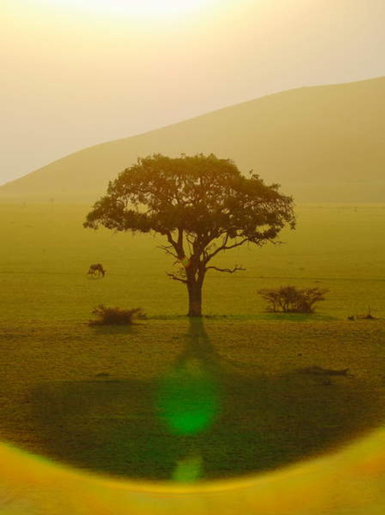 Detail of Paradise after the rain, Chyulu Hills, 2018 by Anonymous