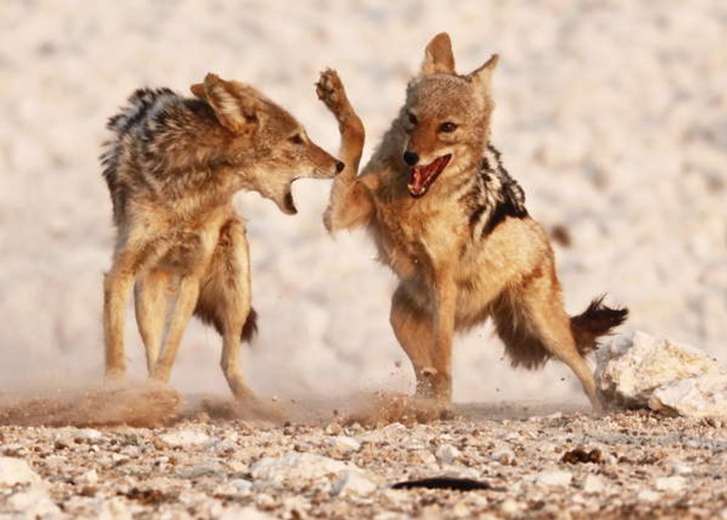 Detail of Sparring Jackals, Etosha, 2018, by Anonymous