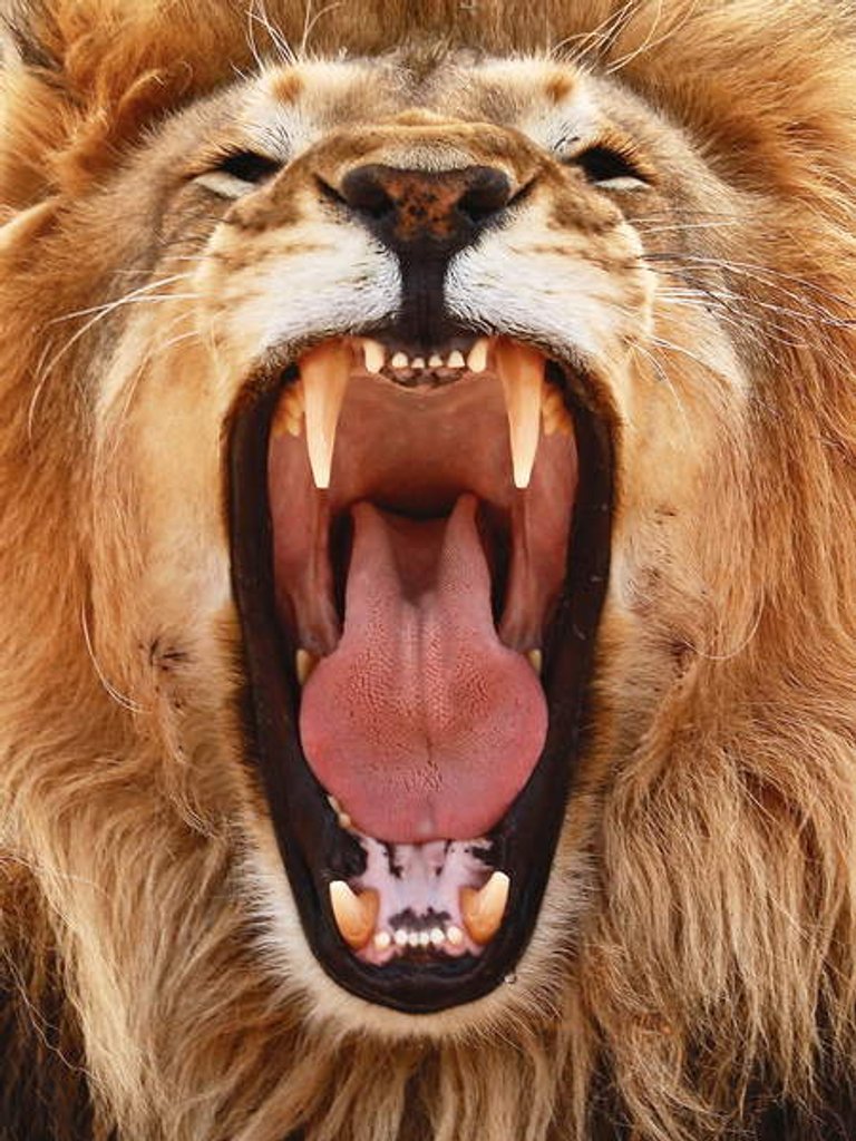 Detail of Roar; 2018, by Anonymous