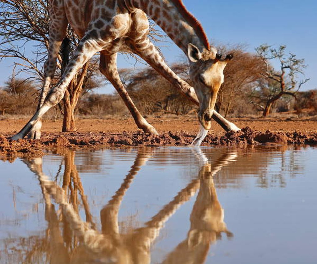 Detail of Narcissus, 2019 by Anonymous