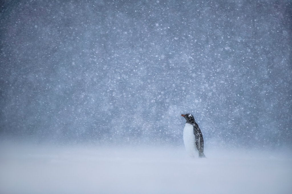 Detail of Snowstorm in Antarctica by @wildmanrouse