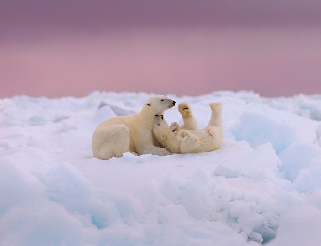 Detail of Polar bear love by @wildmanrouse